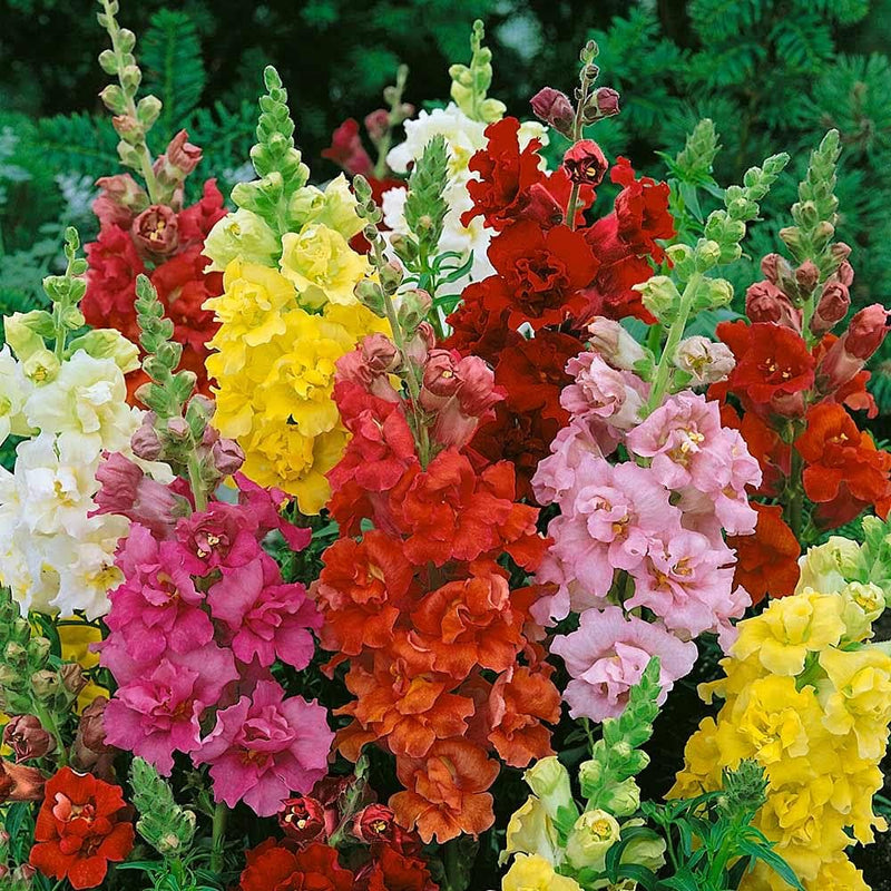Snapdragon samen (anthirrhinum majus) for vibrant garten blumen