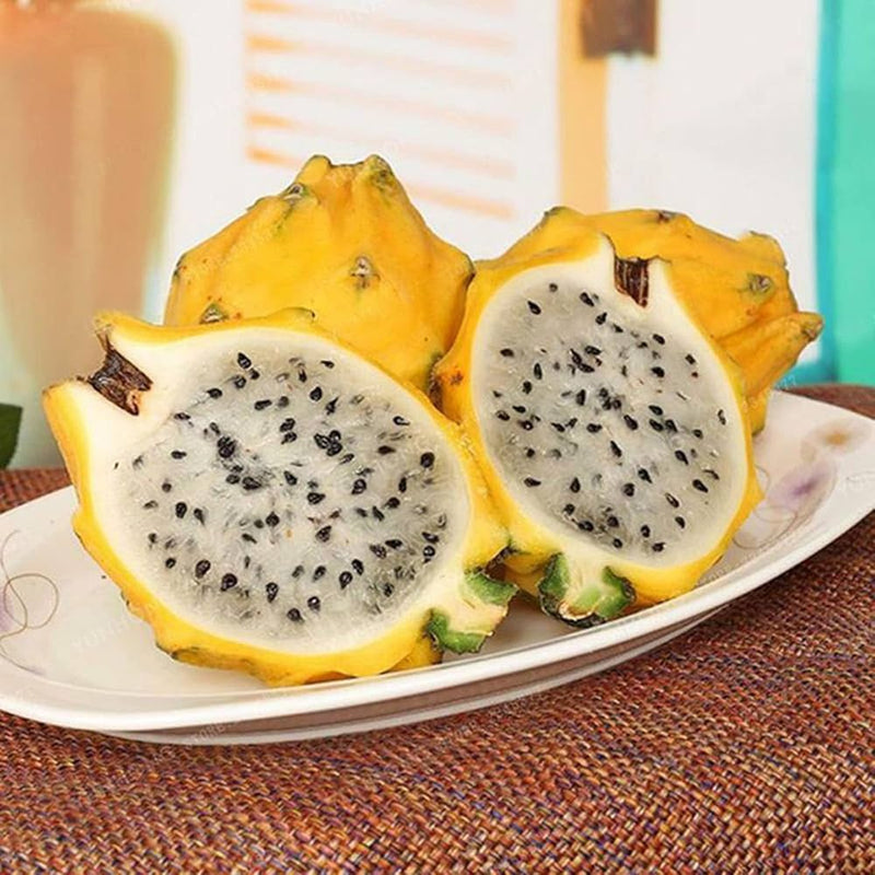 Semi di pitaya gialla facili da piantare