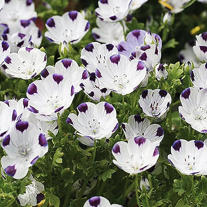 Five Spot Samen leuchtend – Eye-Catching Blüten