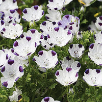 Five Spot Samen leuchtend – Eye-Catching Blüten