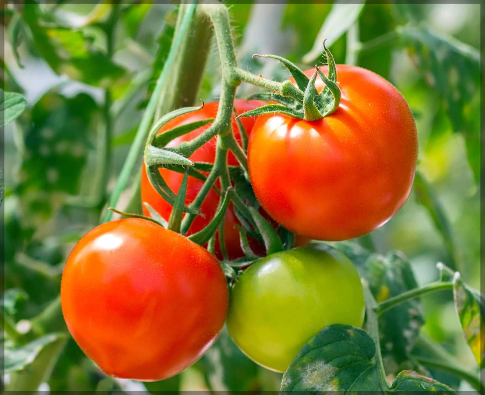 Reisenden 76 tomato samen für flavorful, high-yield tomatoes