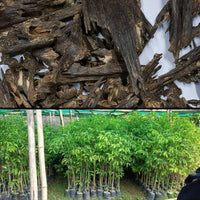 agarwood tree samen für home garden cultivation and botanical collection
