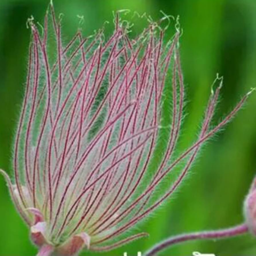 PRAIRIE SMOKE Geum Triflorum Lila Prairie Avens Blumensamen