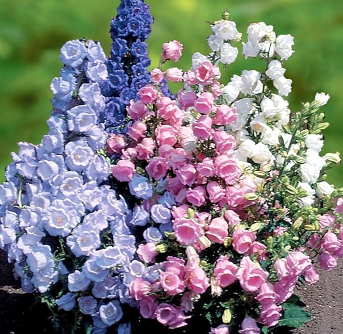 Pure Weiß Traditionssorte Campanula "Canterbury Bells" Samen elegant Weiß Bells