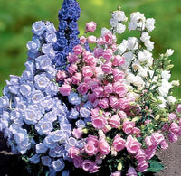 Pure Weiß Traditionssorte Campanula "Canterbury Bells" Samen elegant Weiß Bells