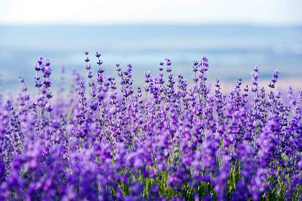 munstead lavender lavandula angustifolia munstead blue english fragrant purple flower Kräuterpflanze samen