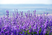 munstead lavender lavandula angustifolia munstead blue english fragrant purple flower Kräuterpflanze samen