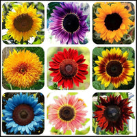 Gemischt Blanket Sonnenblume Samen zur Aussaat – leuchtend Garten Blüten