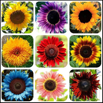 Gemischt Blanket Sonnenblume Samen zur Aussaat – leuchtend Garten Blüten