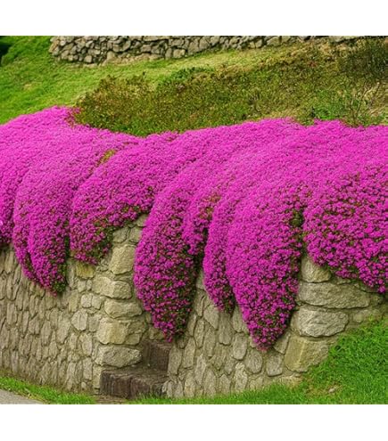 Mischung Creeping Thyme Blumensamen zur Aussaat – sonnenliebend – Traditionssorte & ohne Gentechnik Samen Hausgarten