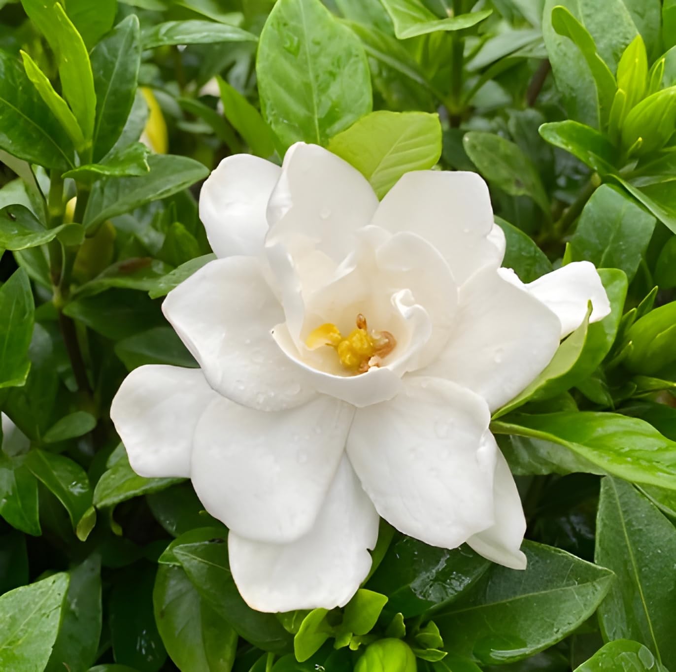 Grün Weiß Gardenia Blumensamen zur Aussaat sonnenliebend Traditionssorte & ohne Gentechnik Samen Hausgarten