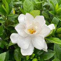 Grün Weiß Gardenia Blumensamen zur Aussaat sonnenliebend Traditionssorte & ohne Gentechnik Samen Hausgarten