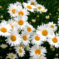Daisy samen livingstone gelb weiß blume variety for beautiful blooms