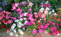 Petunie Samen zur Aussaat Petunie Hybrida mehrfarbige Blume Beet window pot
