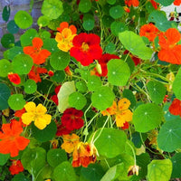Jewel Mischung Kapuzinerkresse Tropaeolum majus Samen zur Aussaat Blume Beet edible Garten