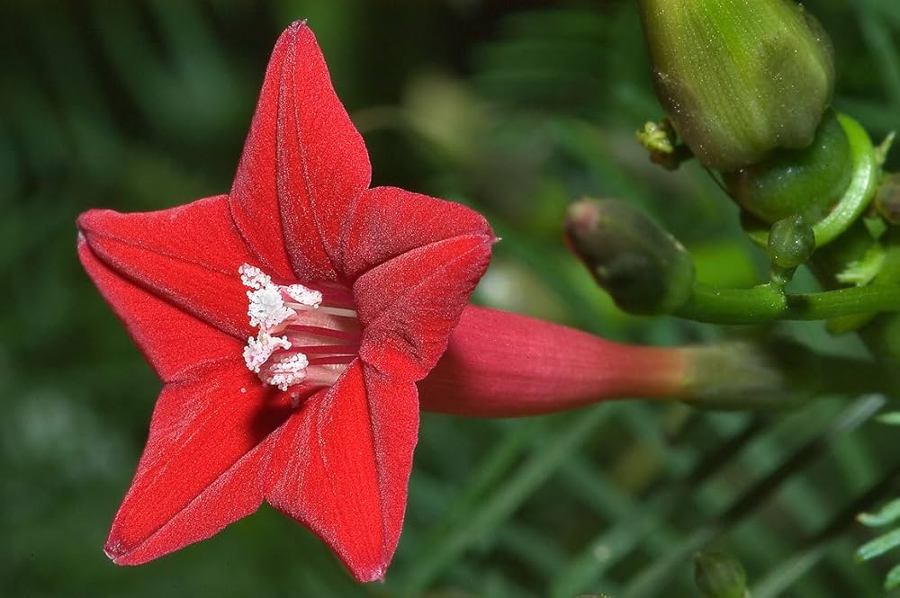 Cardinal Climber Blumensamen – Fast-Growing Rot blühend Vines