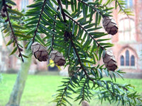 Tsuga Canadensis Eastern Hemlock Baum Samen