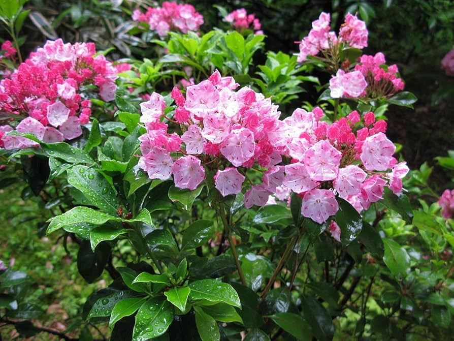 Mountain Laurel Samen Kalmia Latifolia zur Aussaat Woodland Shrubs