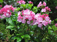 Mountain Laurel Samen Kalmia Latifolia zur Aussaat Woodland Shrubs