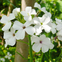 Dame’s rocket hesperis matronalis blume samen for anpflanzung in blume beds