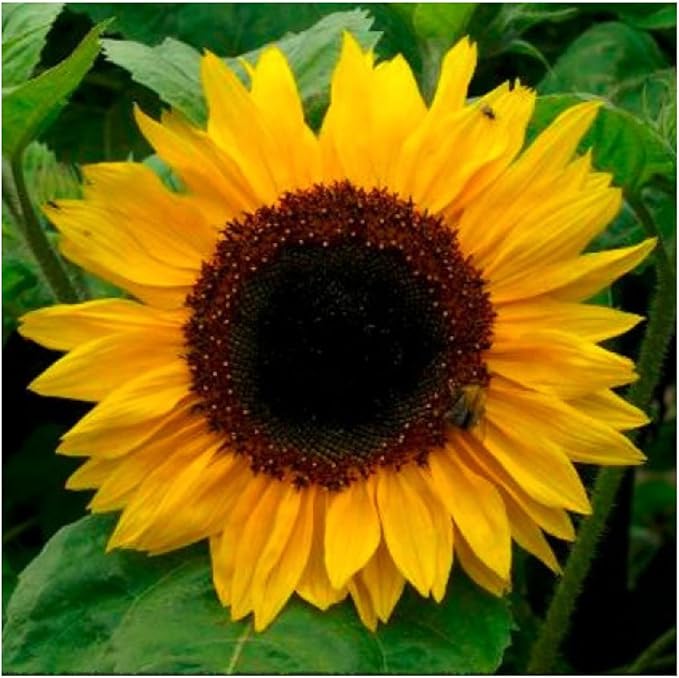 Sunflower series gelb samen for compact sunflowers