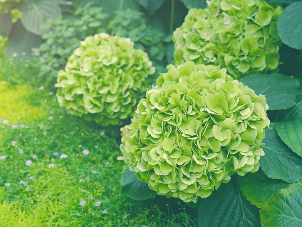 dunkel Grün Hortensie Blumensamen zur Aussaat