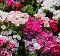 Farewell Frühling Samen – leuchtend Frühling Blüten