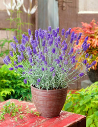 Lavendel Weihnachtskaktus Blumensamen zur Aussaat robust Sorte Traditionssorte & ohne Gentechnik Samen Hausgarten