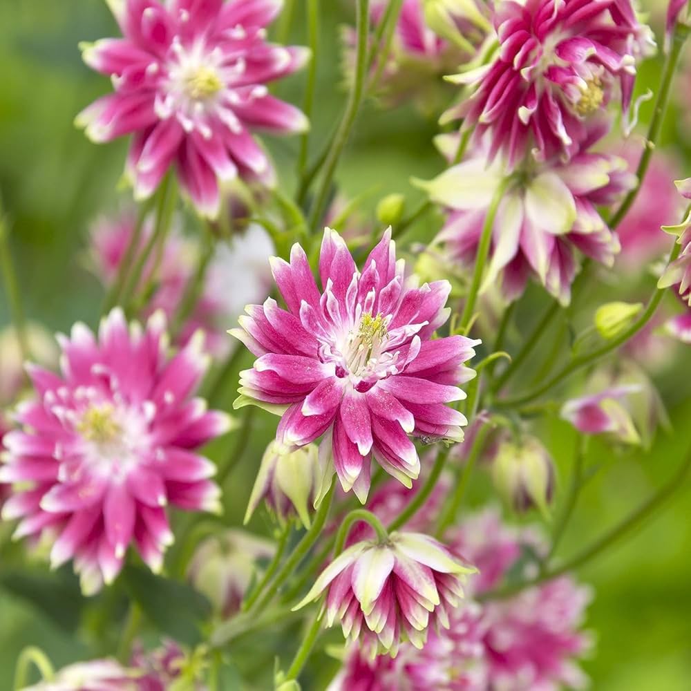 Aquilegia columbine samen for unique anpflanzung blume