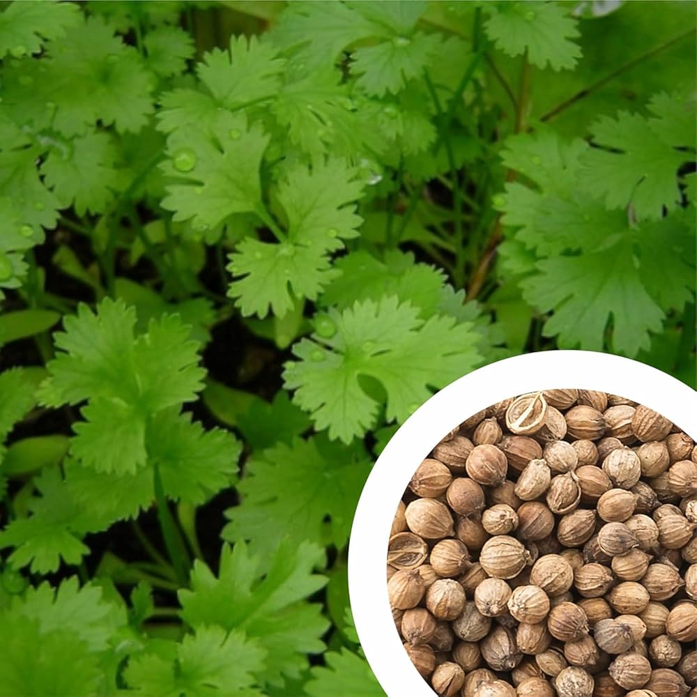 kaufen coriander vegetables samen light green für pflanzung Stück, 100 Stück