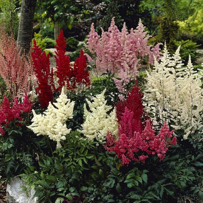 Prachtspiere Blume Prachtspiere spp. Samen zur Aussaat Blume Beet & Garten