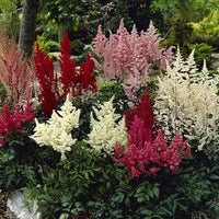 Prachtspiere Blume Prachtspiere spp. Samen zur Aussaat Blume Beet & Garten