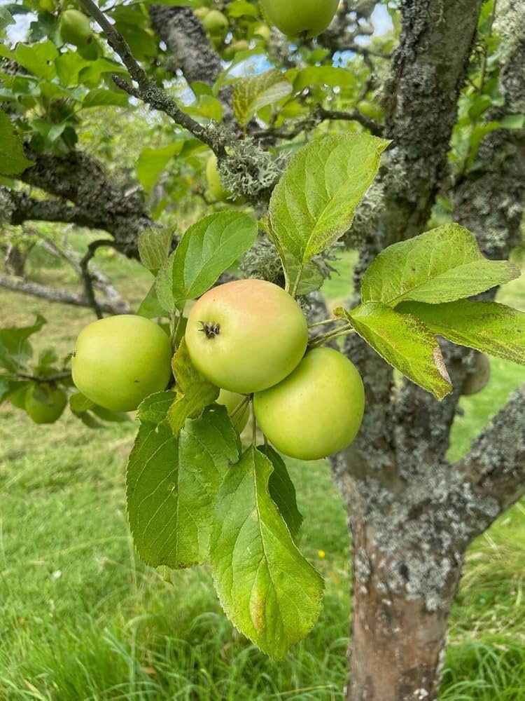 grüner Apfel Frucht Samen für einfaches Anpflanzen