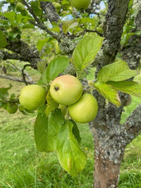 grüner Apfel Frucht Samen für einfaches Anpflanzen