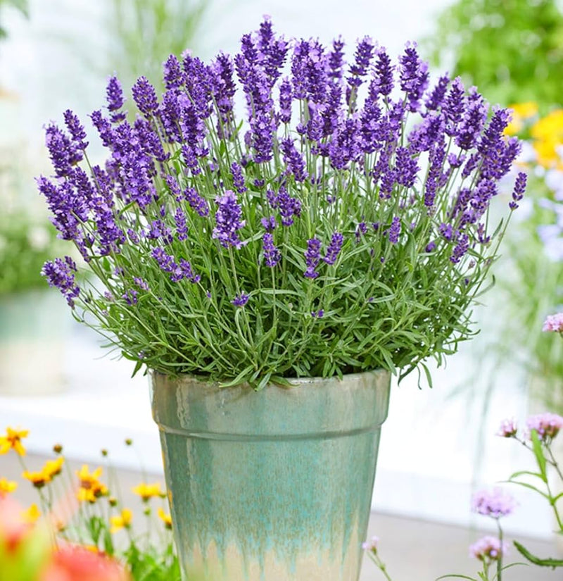 Lavendel Bergamot Blumensamen zur Aussaat leuchtend Blüten Traditionssorte & ohne Gentechnik Samen Hausgarten