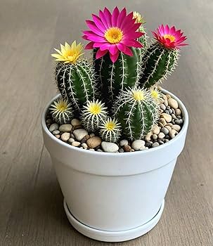 Cactus Blumensamen zur Aussaat – kompakt Wuchs – Traditionssorte & ohne Gentechnik Samen Hausgarten