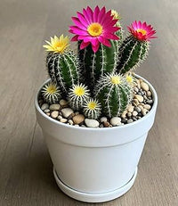 Cactus Blumensamen zur Aussaat – kompakt Wuchs – Traditionssorte & ohne Gentechnik Samen Hausgarten