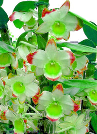 Grün rot dendrobium blume samen for anpflanzung - shade tolerant, heirloom & gmo free samen for home garten
 
 sale for anpflanzung in home garten.