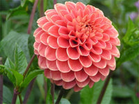 True dahlia blumen for garten anpflanzung