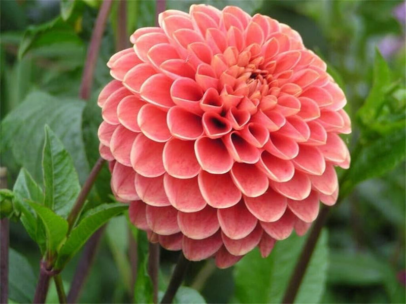 True dahlia blumen for garten anpflanzung
