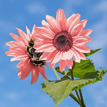 Baby rosa sunflower blume samen for anpflanzung - seasonal bloomer, heirloom & gmo free samen for home garten
 
 sale for anpflanzung in home garten