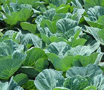 Green Georgia Collard Gemüsesamen - Easy Planting