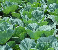 Green Georgia Collard Gemüsesamen - Easy Planting