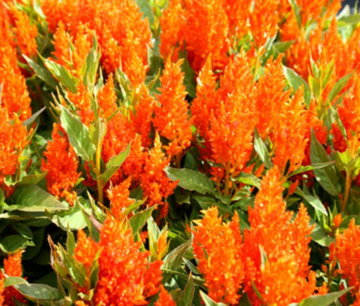 Celosia spicata blume samen for anpflanzung - shade tolerant, heirloom & gmo free samen for home garten
 
 sale for anpflanzung in home garten