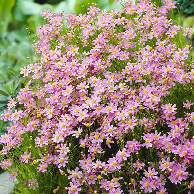 Calliopsis Garten Blumensamen – Authentic selten Pflanzen – biologisch Samen