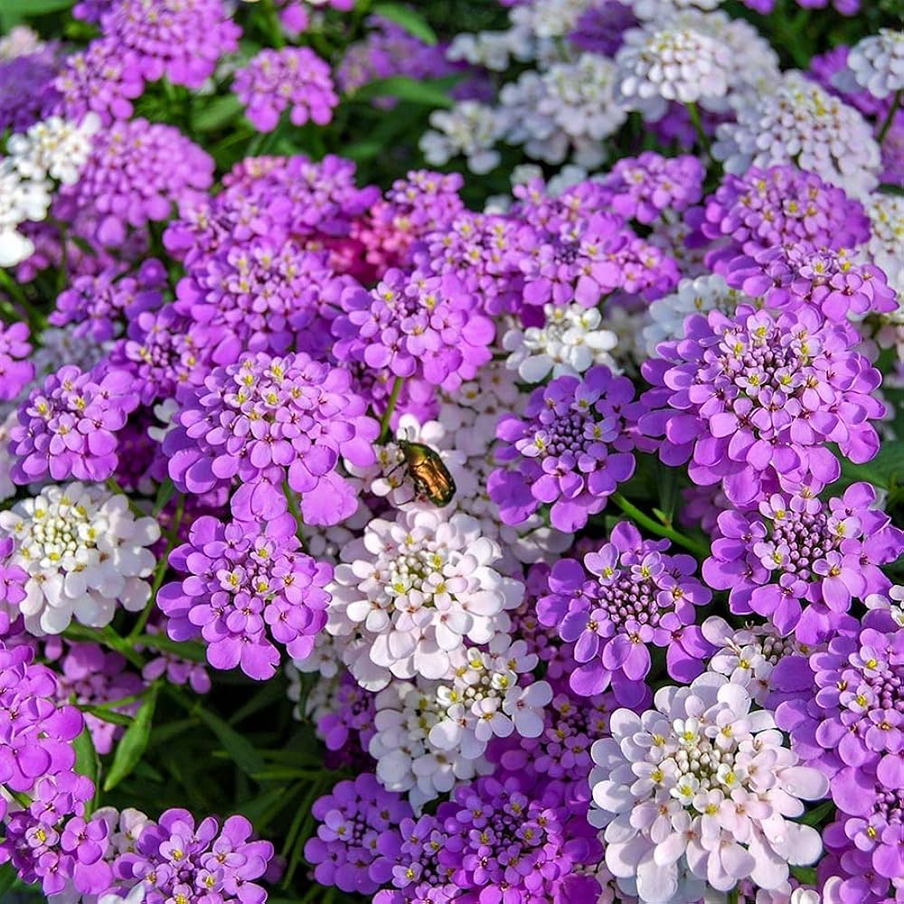 Mischung Candytuft Blumensamen zur Aussaat – farbenfroh einjährig Blüten leuchtend Gärten