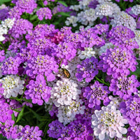 Mischung Candytuft Blumensamen zur Aussaat – farbenfroh einjährig Blüten leuchtend Gärten