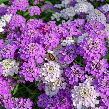 Gemischt Candytuft Blumensamen Kollektion zur Aussaat