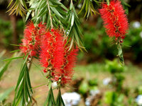 Rot callistemon blume samen for anpflanzung - sun loving, heirloom & gmo free samen for home garten
 
 sale samen for anpflanzung in home garten
