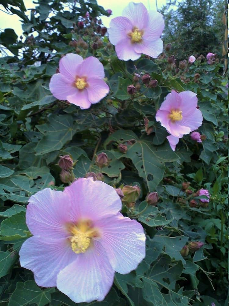 Hibiscus makinoi chinese hibiscus samen for vibrant tropical blumen